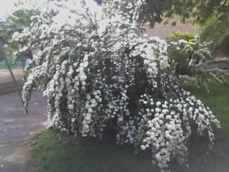 spir�e x van houtten