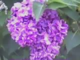 lilas violet
