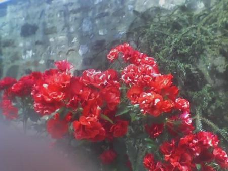 roses rouges