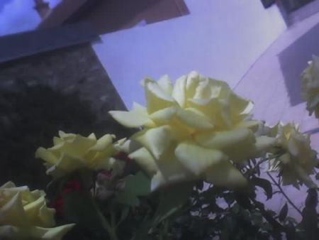 roses jaunes